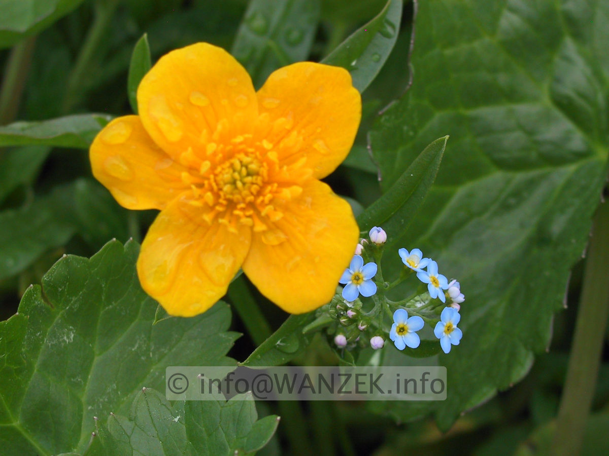 Caltha palustris Goldschale.JPG